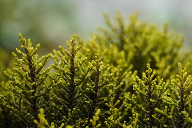 Ethereal Shrubs