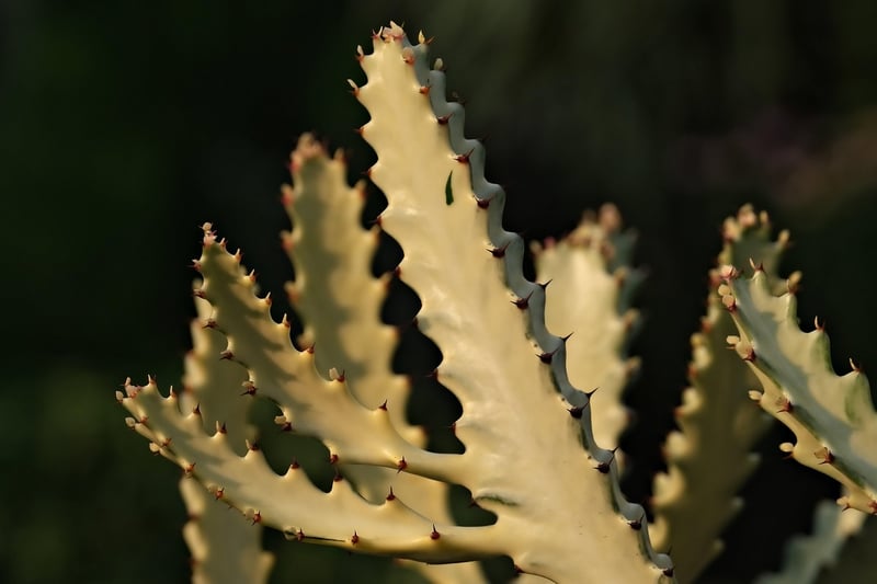 Devil's Backbone