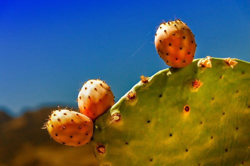 Prickly Pear Cactus